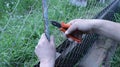 Hands with nippers cut the wire when attaching the fence mesh Royalty Free Stock Photo