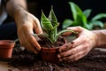 Hands nurture sansevieria, new soil fosters growth, care in close up