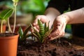 Hands nurture sansevieria, new soil fosters growth, care in close up