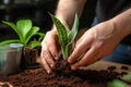 Hands nurture sansevieria, new soil fosters growth, care in close up