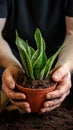 Hands nurture sansevieria, new soil fosters growth, care in close up