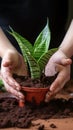 Hands nurture sansevieria, new soil fosters growth, care in close up