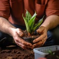 Hands nurture sansevieria, new soil fosters growth, care in close up Royalty Free Stock Photo