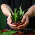 Hands nurture sansevieria, new soil fosters growth, care in close up