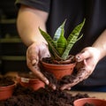 Hands nurture sansevieria, new soil fosters growth, care in close up