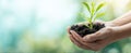 The hands nurturing a young plant in the rich soil of nature..AI generated image Royalty Free Stock Photo