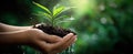 The hands nurturing a young plant in rich soil, symbolizing care and sustainability. AI generated image Royalty Free Stock Photo