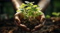 Hands nurturing a young plant in support of eco-conscious, sustainable living. Earth Day concept with focus on environmental care
