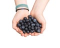 Hands offering organic blueberries Royalty Free Stock Photo