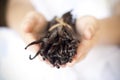 Hands offering vanilla beans Royalty Free Stock Photo