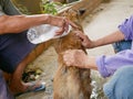 Hands of an old couple securing and pouring tick and flea control product on to a skinny dirty street dog Royalty Free Stock Photo