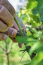 hands of an old european farmer grafting new sprout in the rootstock