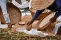 Hands of an old farmer collects grain of ripe rice in field. Close-up. A common practice done in rural China, Vietnam, Thailand Royalty Free Stock Photo