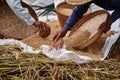 Hands of an old farmer collects grain of ripe rice in field. Close-up. A common practice done in rural China, Vietnam, Thailand, Royalty Free Stock Photo