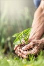 Detail of hands of an old man holding a palm full of soil and seedlings right before putting them into the soil Royalty Free Stock Photo