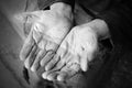 Hands of the old woman Royalty Free Stock Photo