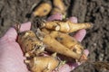 The hands of an old woman hold the freshly dug roots of jerusalem artichoke.Artichoke tubers overwintered underground, dug up in