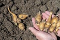 The hands of an old woman hold the freshly dug roots of jerusalem artichoke.Artichoke tubers overwintered underground, dug up in