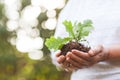 Hands of an old woman hold an oak sprout. Planet conservation Royalty Free Stock Photo