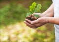 Hands of an old woman hold an oak sprout. Planet conservation safe Royalty Free Stock Photo