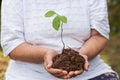 Hands of an old woman hold a sprout of a tree. Planet conservation Royalty Free Stock Photo