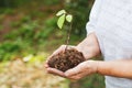 Hands of an old woman hold a sprout of a tree. Planet conservation Royalty Free Stock Photo