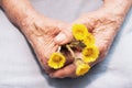 Hands of an old woman holding coltsfoot flowers. The concept of longevity. Seniors day. Royalty Free Stock Photo