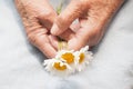 Hands of an old woman holding daisy flowers. The concept of longevity. Royalty Free Stock Photo