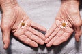 Hands of an old woman holding daisy flowers. The concept of longevity. Seniors day. Royalty Free Stock Photo