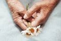 Hands of an old woman holding daisy flowers. The concept of longevity. Seniors day. National Grandparents Day. Royalty Free Stock Photo