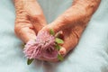 Hands of an old woman holding pink clover flowers. The concept of longevity. Seniors day. National Grandparents Day. Royalty Free Stock Photo