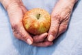 Hands of an old woman holding ripe apple. The concept of longevity. Royalty Free Stock Photo