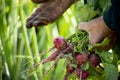 The hands of an old woman in the mud with a bunch of radishes cut from the ground. Real life on a farm or in the village, work in