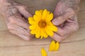 Hands of an old woman with orange daisy Royalty Free Stock Photo