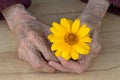 Hands of an old woman with yellow daisy Royalty Free Stock Photo