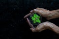 Hands old women agriculture holding light bulb and care energy and plant tree keep environment and nature. Royalty Free Stock Photo