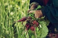 Hands of an old working woman on a farm. In the hands of a bunch of radish vegetables torn from the ground with leaves.