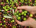 Hands and olives Royalty Free Stock Photo