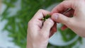 Opening green pea pods