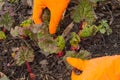 Hands in orange gloves caring for young rhubarb in the garden, soil background Royalty Free Stock Photo