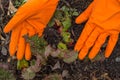 Hands in orange gloves caring for young rhubarb in the garden, soil background Royalty Free Stock Photo