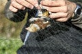 The hands of an ornithologist releasing a Hawfinch, coccothraustes coccothraustes, from a bird net for field study.
