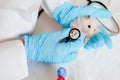 Hands of owner holding cute little hamster. Professional vet doctor diagnosing pet with stethoscope. Animal on examination in vet