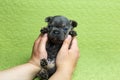 Hands of owner holding up an adorable three-week old chocolate merle male French bulldog