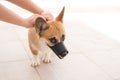 The hands of the owner put a muzzle on the dog Royalty Free Stock Photo