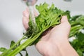 Hands and parsley under running water. Wash greens. Girl washes parsley