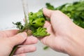 Hands and parsley under running water. Wash greens. Girl washes parsley