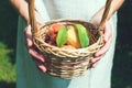 Hands and peaches in basket. Royalty Free Stock Photo