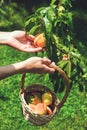 Hands and peaches in basket. Royalty Free Stock Photo