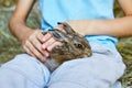 Hands of a peasant boy holding and stroking a baby wild hare